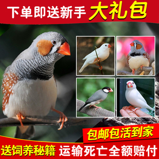 送鸟粮 观赏鸟幼灰珍珠鸟繁殖白文鸟宠物鸟手玩鸟活Y体一对珍