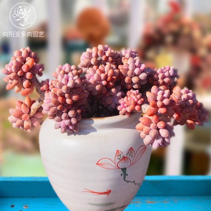 婴儿手指宝宝手指精品多肉植物一物一拍带盆栽好阳台花卉向阳派