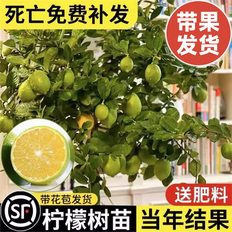 香水柠檬树树苗盆栽地栽水果树果苗南北方室内庭院种植四季结果