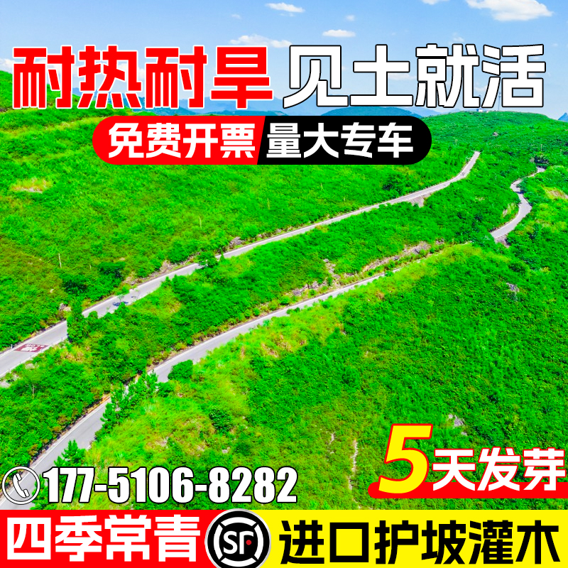 护坡固土灌木草籽紫穗槐种