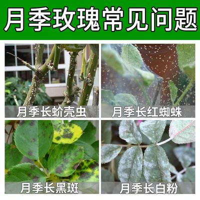月季花病虫害常用药专治黑斑病白粉病红蜘蛛玫瑰月季花杀虫药