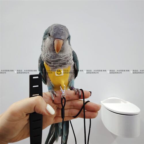 一片式舒适款虎皮牡丹玄凤鹦鹉鸟衣服小背心衣服飞行背带放飞绳