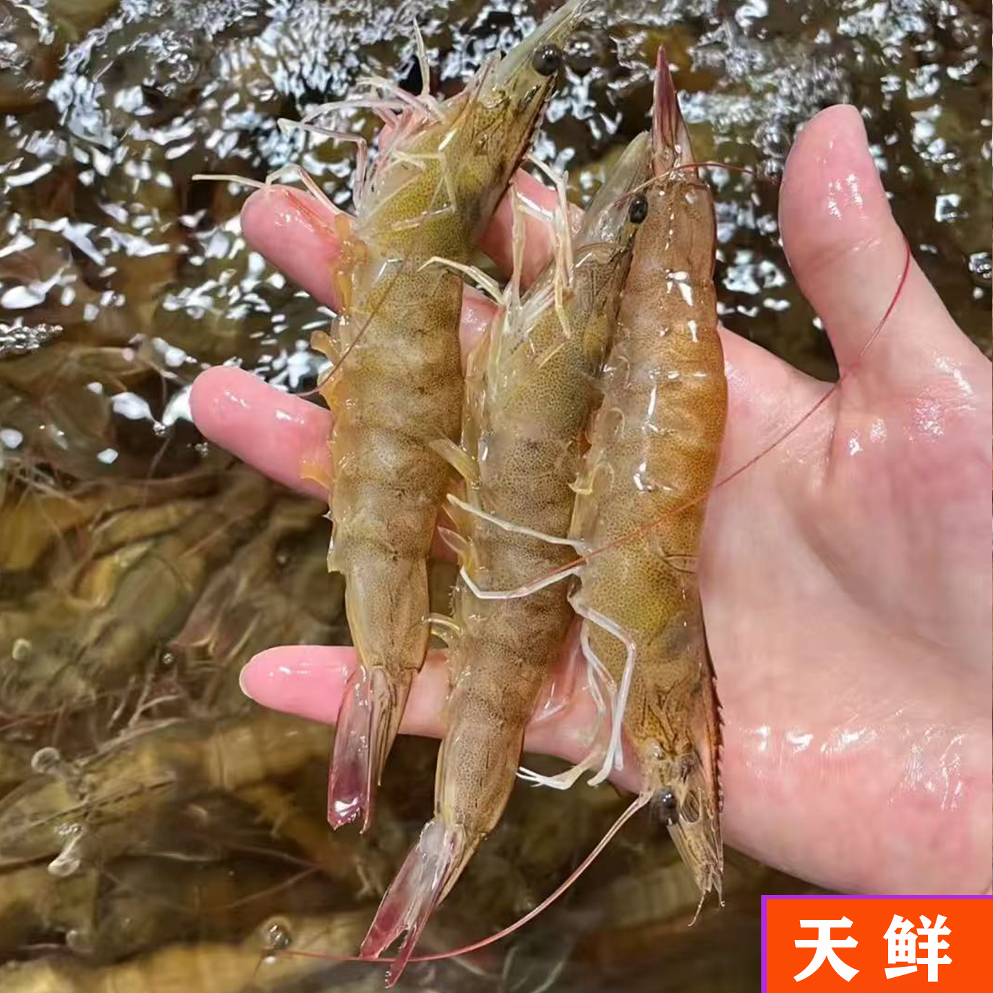 超大新鲜冷冻海虾特大对虾