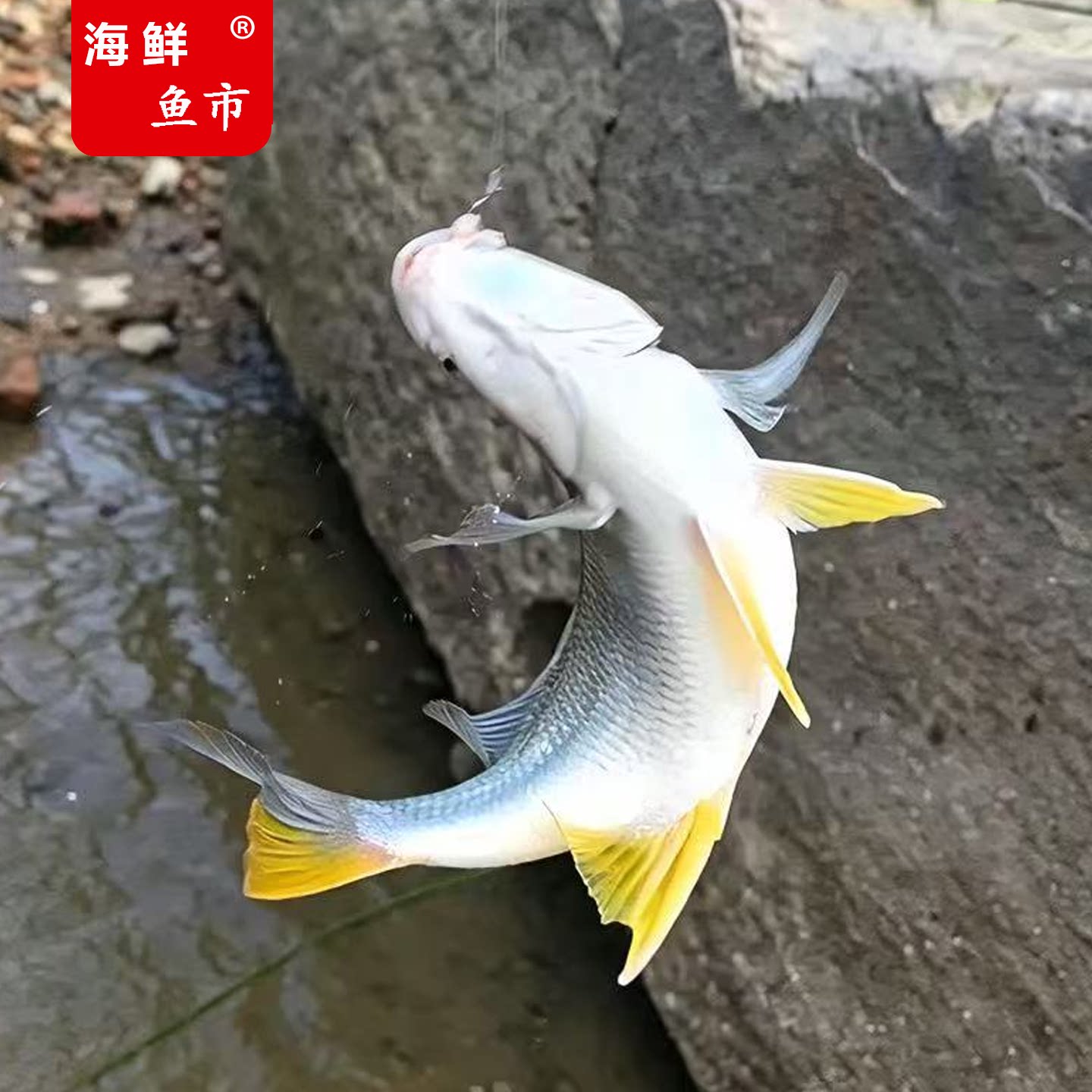 黄翅鱼黄立鱼新鲜海捕湛江