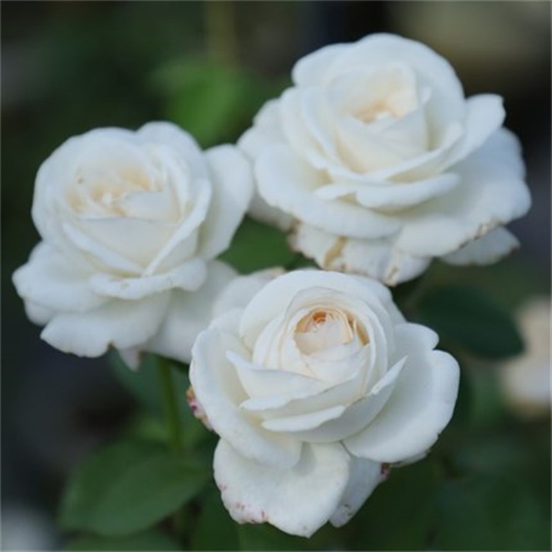 浓香珍妮莫罗月季花苗特大花四季白色玫瑰花盆栽阳台灌木