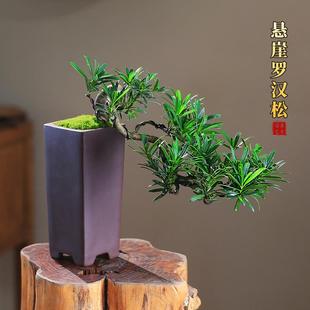 常青客厅绿植摆件 罗汉松盆栽老桩悬崖造型室内庭院造型盆景四季