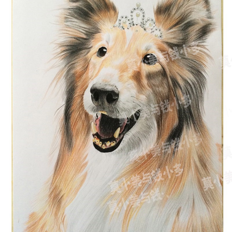 手绘素描定制彩色铅笔萌宠宠物画像动物画肖像彩铅装饰画挂画