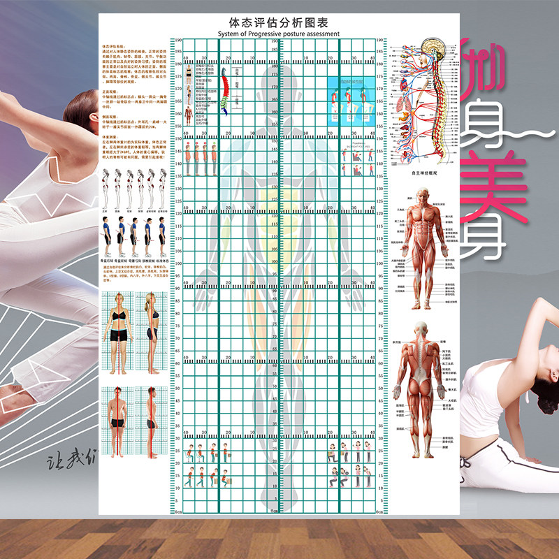 体态评估表健身房体测表墙纸脊柱侧弯测量图体姿体态分析图壁纸
