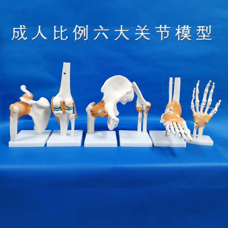 人体膝关节模型肩关节肘关节手关节脚关节髋关节模型1Y:1骨骼模型