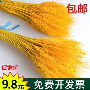天然金黄麦穗小麦花杆金色大麦客厅田园风装饰花束摆件干燥花开业