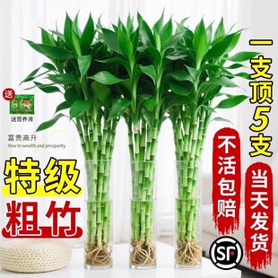 富贵竹水培植物水养发财竹带根客厅绿植招财转运竹子粗壮盆栽室内