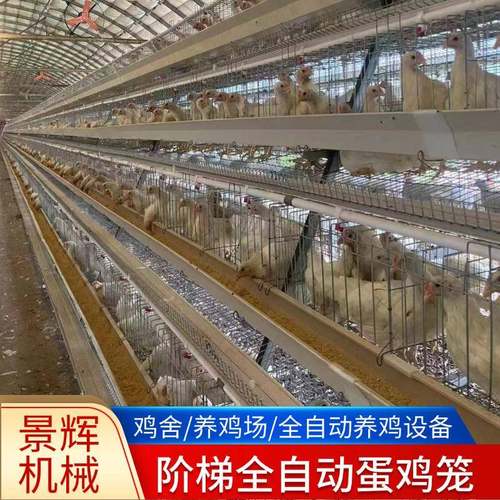 供应全自动阶梯蛋鸡笼厂家镀锌材质自动化清粪捡蛋喂料鸡笼定制