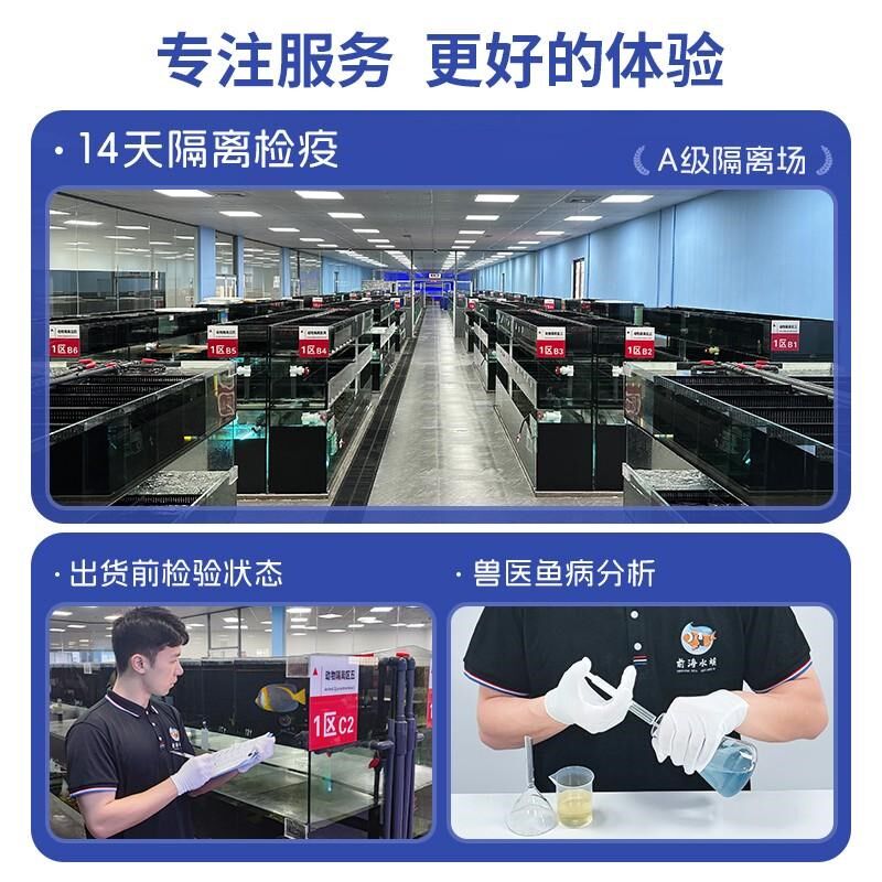 紫点白葵海葵珊瑚小丑鱼共生海葵奶嘴海葵荧光海葵颜色鲜艳公主海