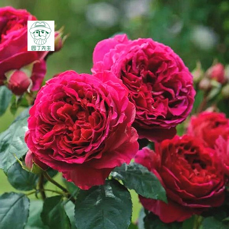 福斯塔夫爬藤藤本月季花苗盆栽特大花浓香攀援花卉庭阳台开花易活