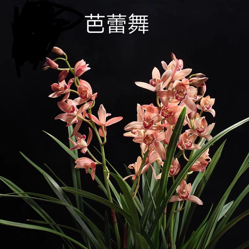 甜香娇美红花 台北小姐 花大 杂交兰浓郁甜香 花色鲜艳