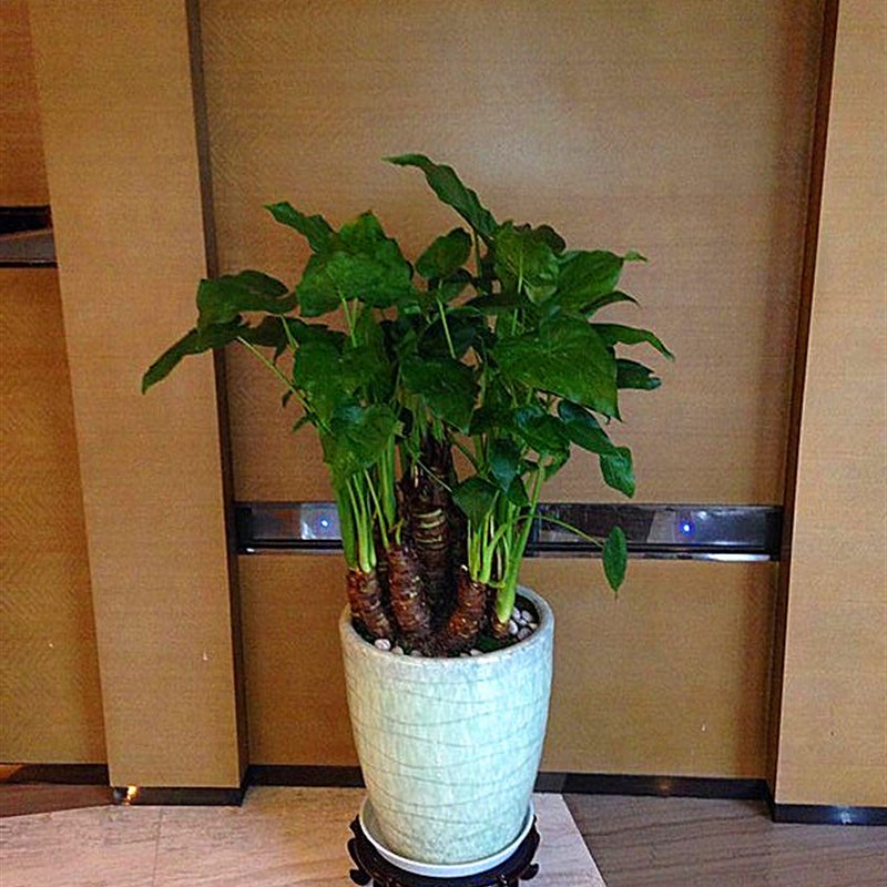 千手观音滴水观音水培无土栽植室内观叶植物易成活