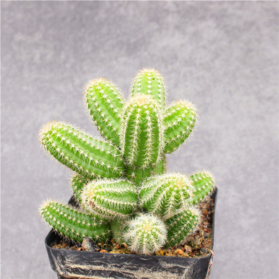 黄花白檀仙人球 群生仙人掌科开花多肉植物桌面盆栽 室内绿植装饰