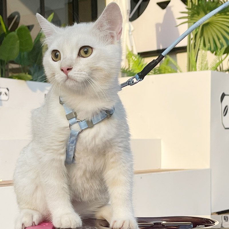 做工很棒遛猫绳可调节猫咪牵引绳套装小狗绳渐层色工字抱婴袋防