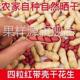东北农家自种红皮花生带壳生花生四粒红原味炒熟花生零食干果炒货