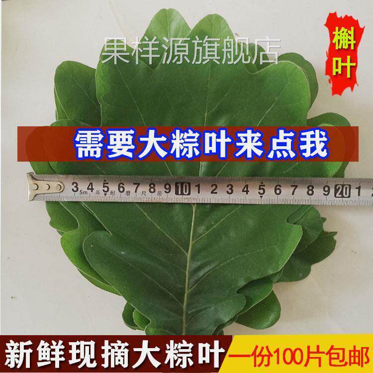 粽叶新鲜干槲叶伯乐叶桲椤叶饼柞树叶包粽子家用纯天然100片