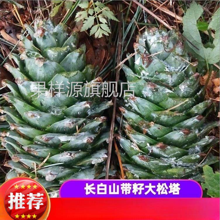 东北松果长白山新鲜松塔带松子松鼠粮装饰松果超大红松塔新货