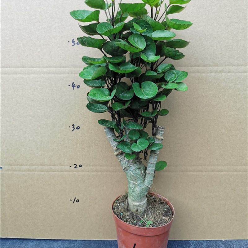 大型金钱桐盆景福禄桐 观叶盆景客厅发财树老桩绿植花卉净化空气