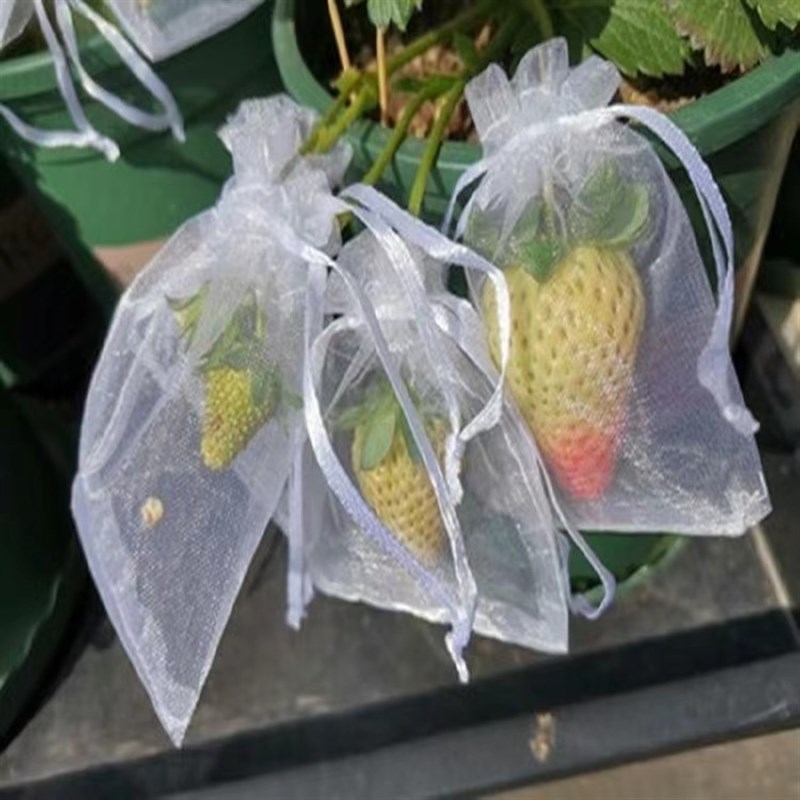 草莓防鸟套袋果树防鸟防虫专用网袋防虫网纱透气葡萄无花果保护袋