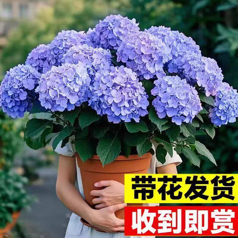 绣球花苗盆栽室内外花卉