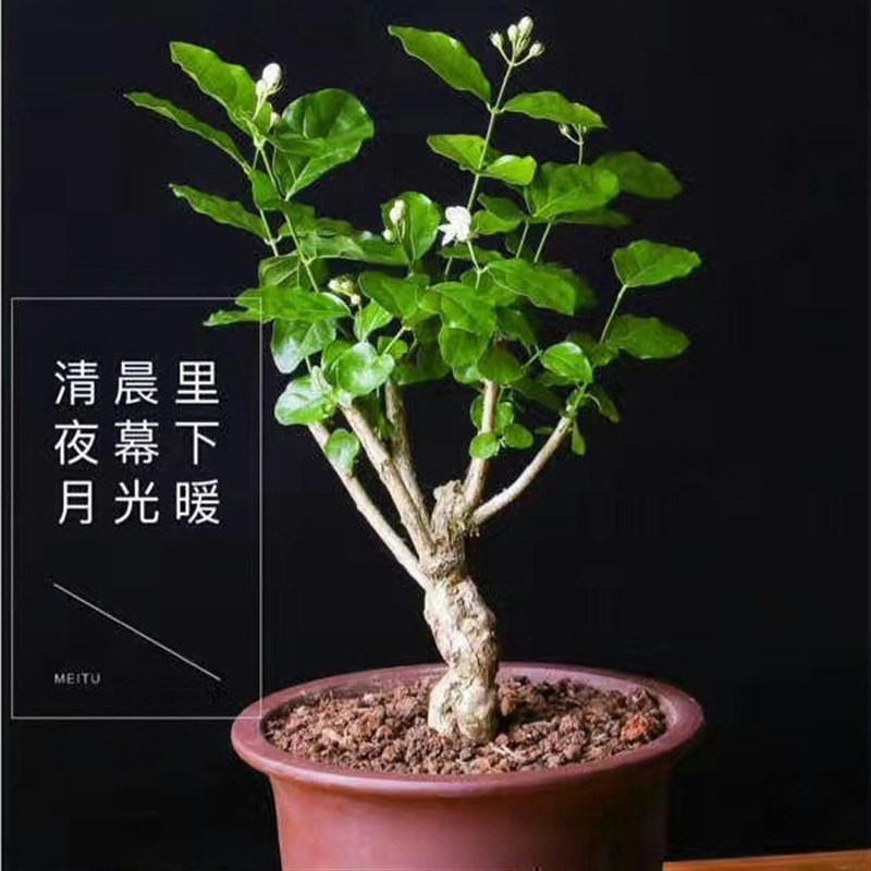 茉莉花苗盆栽独杆四季绿植驱蚊花卉老桩树庭院花苗植物室内浓香花