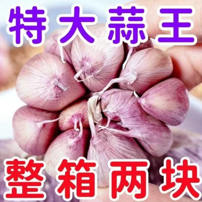 干大蒜头自种河南杞县2025年大蒜干蒜红皮紫皮白皮蒜头可腌腊八蒜