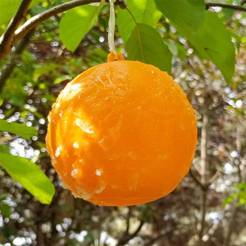 果园粘虫球诱虫球防真水果捕蝇粘蝇农用瓜实蝇球粘虫板灭虫球包邮