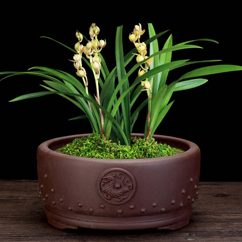 紫砂鼓钉兰花盆创意陶瓷榕树文竹悬崖客厅老桩盆景盆花卉绿植包邮