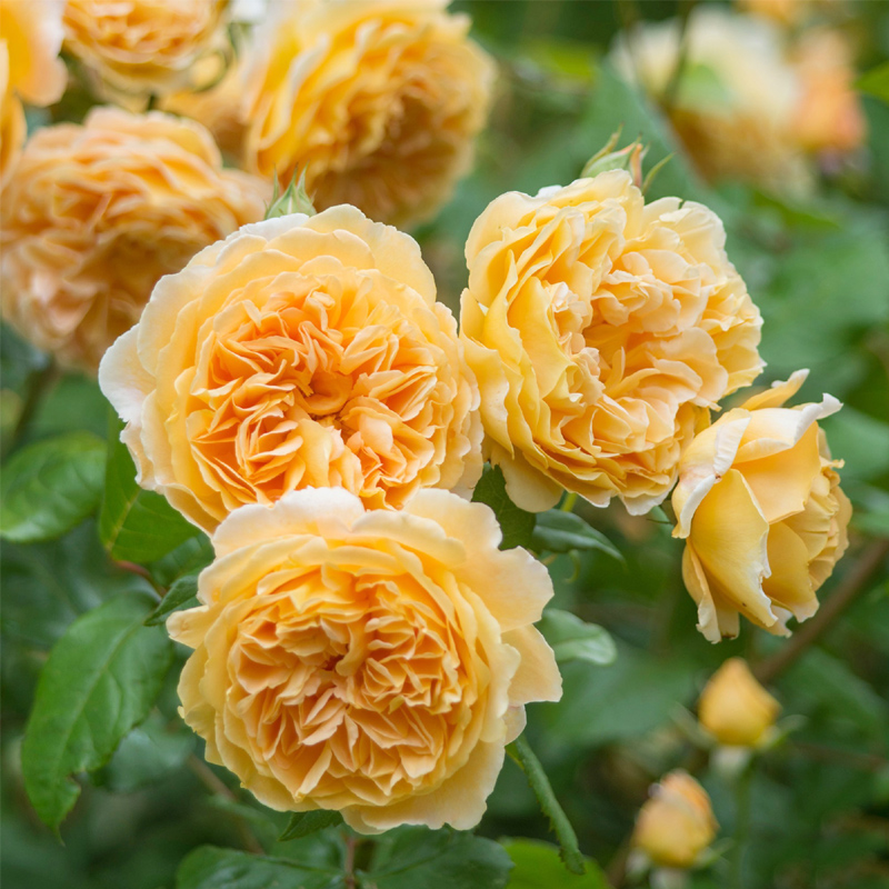 玛格丽特王妃藤本月季花大苗特大花浓香四季蔷薇庭院爬藤花卉植物