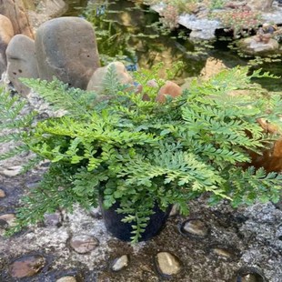 吉姆蕨盆栽网红蕨类植物办公室绿植室内欧洲蕨平安蕨宝石蕨铁线蕨