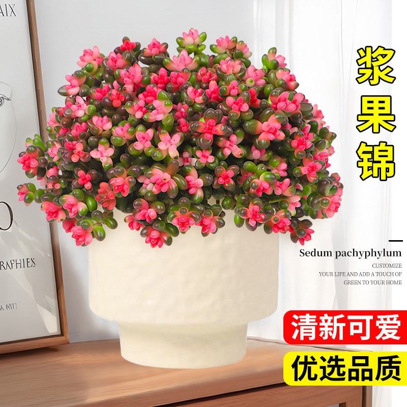 彩色浆果锦多肉植物珊瑚珠锦多肉盆栽红色虹之玉多肉好养活盆栽