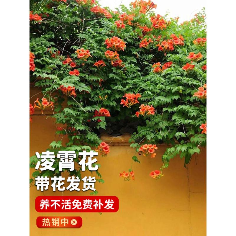 耐寒凌霄花苗爬藤植物四季好养花卉绿植盆栽庭院阳台炮仗花大苗