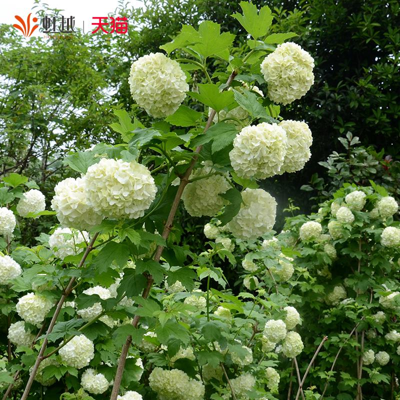虹越绣球花欧洲木绣球阳台盆栽树苗大苗白色斗球麻球庭院花园植物