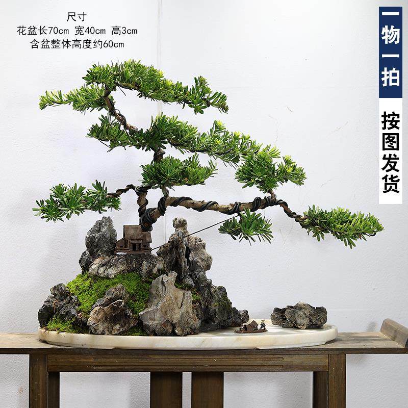 迎客松盆景真树名贵罗汉松定型大树造型老桩阳台庭院植物室内绿植,鲜花速递/花卉仿真/绿植园艺,造型盆景,淘宝优惠券,粉丝福利购,淘宝优惠卷