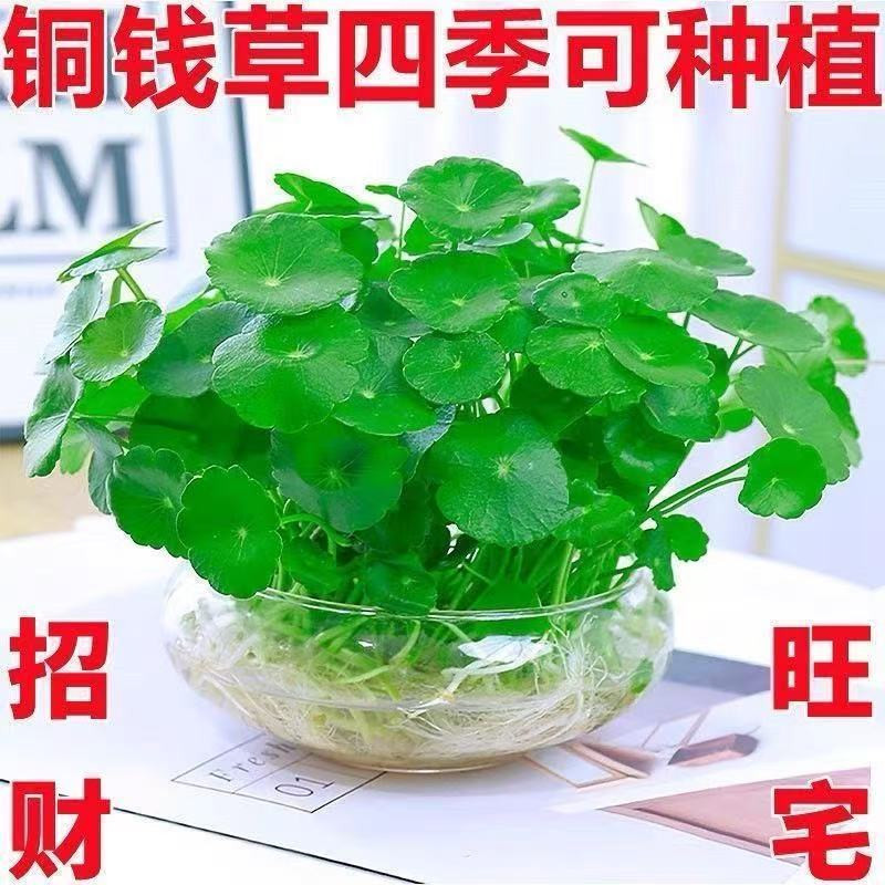 铜钱草金钱草水培植物办公室桌面水养绿植室内四季常青花卉盆栽