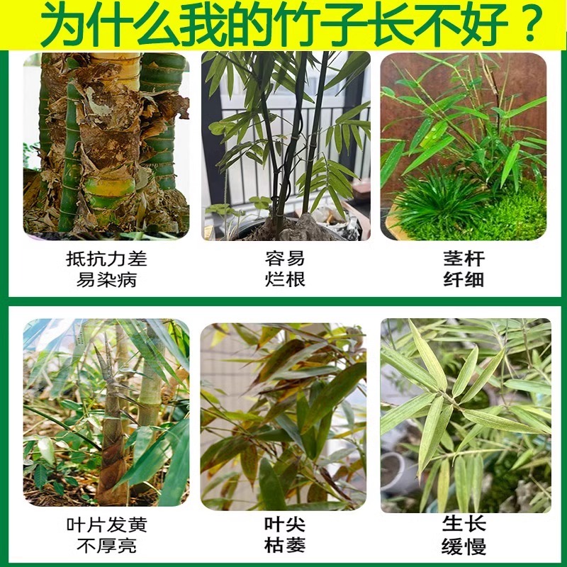 竹子专用营养液竹子专用肥料急救叶子发黄烂根药竹子黄叶药营养液