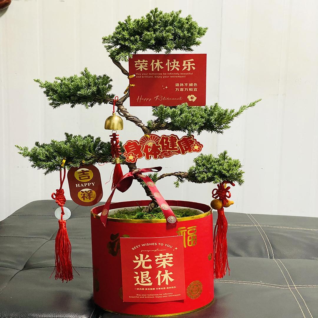 五层塔松盆景退休礼物乔迁新居盆栽升职绿植开业礼品生日植物易活