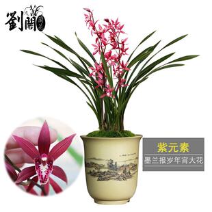 大红花苞刘阁兰花苗墨兰报岁兰 紫元素 现带浓香花苞出售花卉盆栽