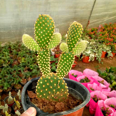 仙人掌多肉植物白毛掌黄毛掌千佛手千手观音室内室外绿植盆栽花卉