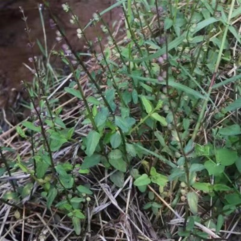 半枝莲盆栽带盆发货纯正方茎易活繁殖超强并头草狭叶韩信草牙刷草