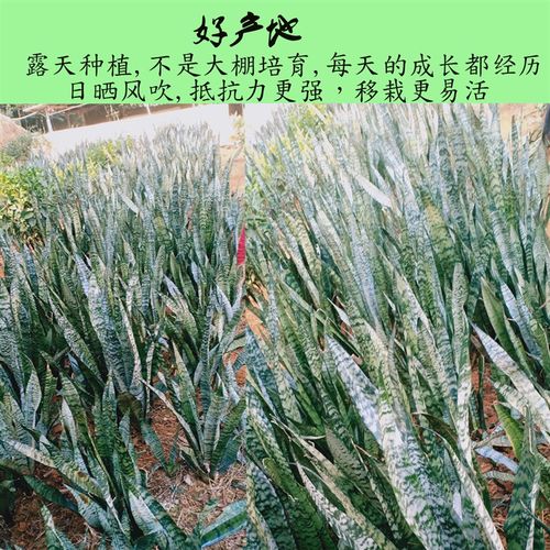 绿色虎皮兰银脉虎尾兰盆栽室内植物水培吸甲醇观叶花卉