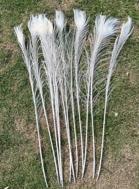 真孔雀毛白色孔雀羽毛 家居摆件装饰 花瓶插花配饰 拍照道具