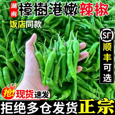 正宗樟树港阳台盆栽辣椒种子
