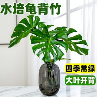 水培龟背竹老桩大叶盆栽水养绿植室内客厅桌面高大植物四季好养活