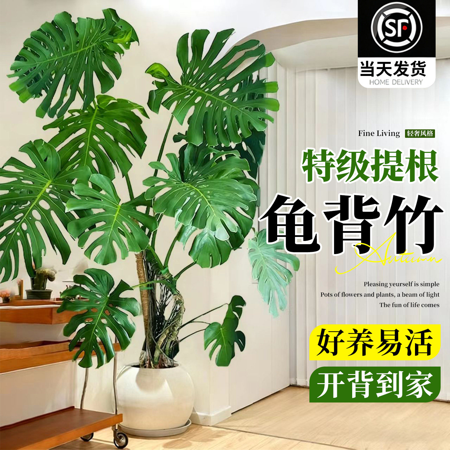 龟背竹客厅大盆栽开背大叶老桩大型落地绿植物高端大气上档次盆景,鲜花速递/花卉仿真/绿植园艺,大型绿植/成品组合盆栽,淘宝优惠券,粉丝福利购,淘宝优惠卷