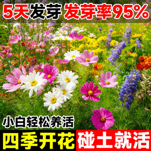 野花组合花种子四季播种室外矮生花种籽子开花庭院格桑花种孑大全